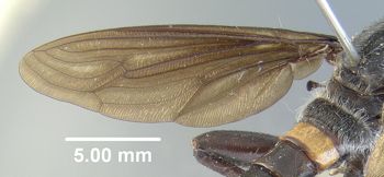 Media type: image;   Entomology 10655 Aspect: front wing